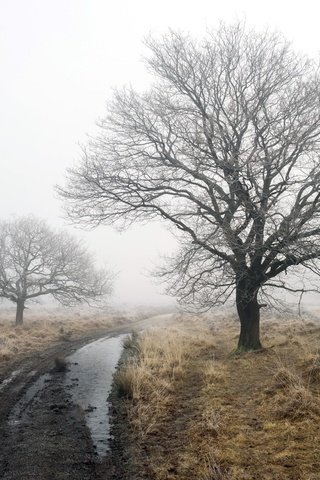 Обои дорога, деревья, зима, туман, robert-paul jansen, road, trees, winter, fog разрешение 2048x1365 Загрузить