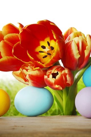 Обои цветы, трава, весна, тюльпаны, пасха, яйца, flowers, grass, spring, tulips, easter, eggs разрешение 5616x3744 Загрузить