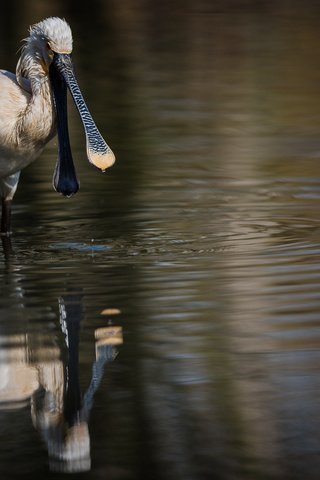 Обои вода, отражение, птица, клюв, белая, колпица, water, reflection, bird, beak, white, spoonbill разрешение 1980x1114 Загрузить