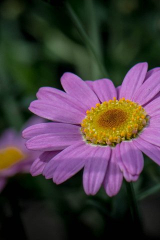 Обои трава, природа, макро, лепестки, стебель, grass, nature, macro, petals, stem разрешение 2048x1393 Загрузить