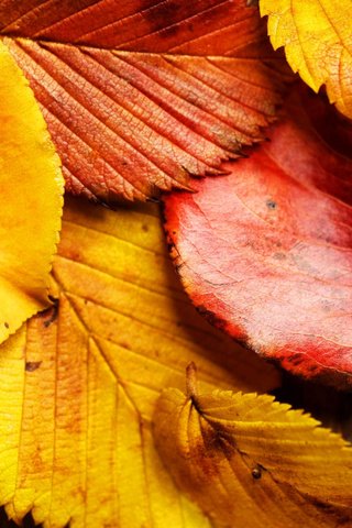 Обои природа, листья, макро, осень, красные листья, желтые листья, осенние листья, nature, leaves, macro, autumn, red leaves, yellow leaves, autumn leaves разрешение 2560x1600 Загрузить