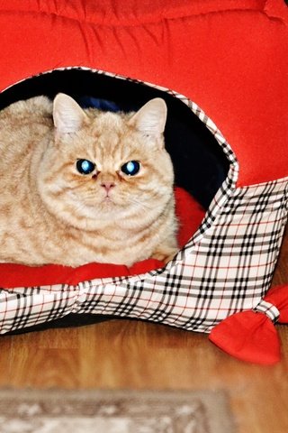 Обои кот, кошка, взгляд, рыжий, макс, cat, look, red, max разрешение 1925x1203 Загрузить