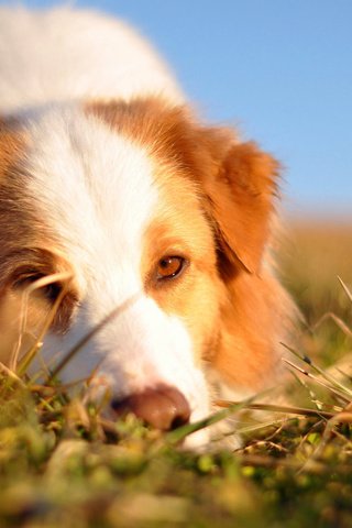 Обои трава, мордочка, взгляд, собака, австралийская овчарка, grass, muzzle, look, dog, australian shepherd разрешение 1920x1200 Загрузить