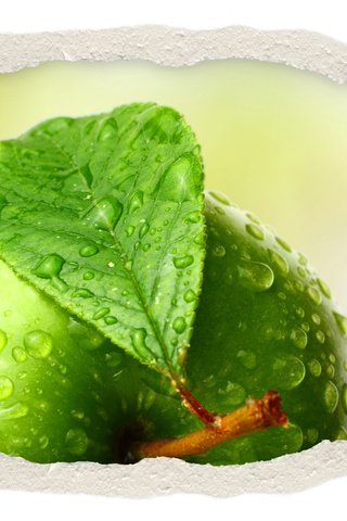 Обои вода, макро, капли, фрукты, яблоко, листик, зеленое, water, macro, drops, fruit, apple, leaf, green разрешение 6912x5552 Загрузить