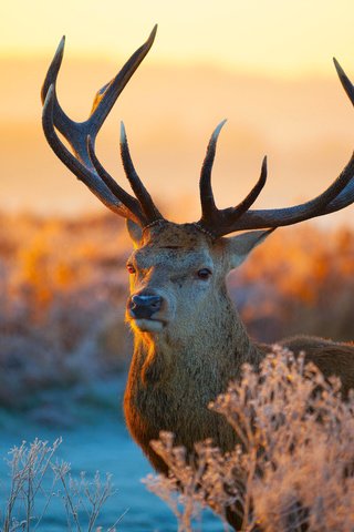 Обои растения, олень, закат, иней, рога, plants, deer, sunset, frost, horns разрешение 5616x3744 Загрузить