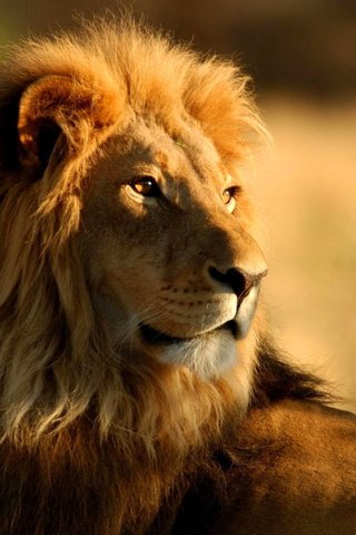 Обои природа, взгляд, хищник, большая кошка, лев, грива, царь зверей, nature, look, predator, big cat, leo, mane, the king of beasts разрешение 1920x1200 Загрузить