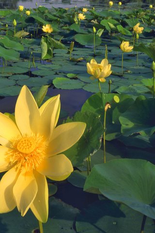 Обои цветы, листья, лепестки, пруд, желтые, лотосы, flowers, leaves, petals, pond, yellow, lotus разрешение 1920x1080 Загрузить