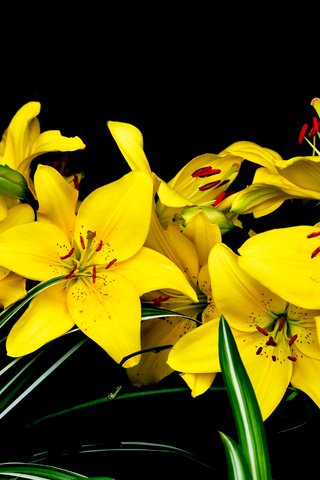 Обои цветы, природа, лепестки, черный фон, букет, лилии, желтые, flowers, nature, petals, black background, bouquet, lily, yellow разрешение 2880x1840 Загрузить