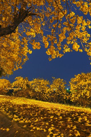 Обои свет, ночь, деревья, листья, парк, осень, скамья, light, night, trees, leaves, park, autumn, bench разрешение 2048x1536 Загрузить