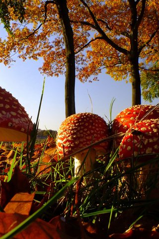 Обои природа, листья, осень, грибы, мухомор, семейка, nature, leaves, autumn, mushrooms, mushroom, family разрешение 2048x1374 Загрузить