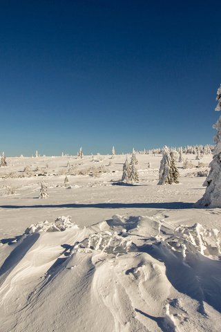 Обои снег, лес, зима, мороз, ель, сугробы, snow, forest, winter, frost, spruce, the snow разрешение 2048x1365 Загрузить