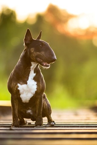 Обои дорога, железная дорога, фон, собака, бультерьер, road, railroad, background, dog, bull terrier разрешение 2586x1724 Загрузить