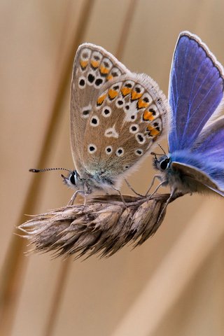 Обои фон, насекомые, бабочки, колосок, две, background, insects, butterfly, spike, two разрешение 1920x1200 Загрузить