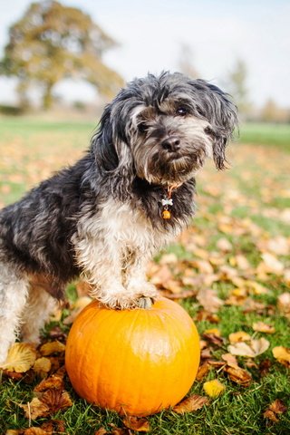 Обои взгляд, собака, друг, тыква, look, dog, each, pumpkin разрешение 2560x1600 Загрузить