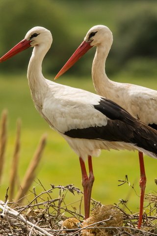 Обои природа, птицы, аисты, nature, birds, storks разрешение 2560x1600 Загрузить