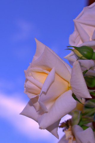 Обои небо, роза, лепестки, куст, the sky, rose, petals, bush разрешение 2048x1358 Загрузить