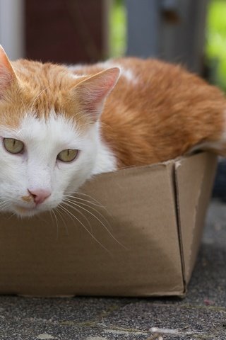 Обои глаза, кот, кошка, взгляд, коробка, eyes, cat, look, box разрешение 1920x1280 Загрузить