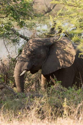 Обои трава, природа, зелень, слон, африка, grass, nature, greens, elephant, africa разрешение 2048x1367 Загрузить