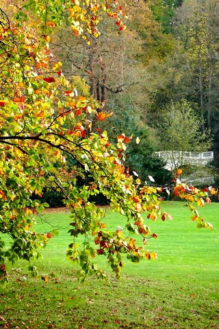 Обои деревья, пейзаж, поле, мост, лондон, осень, hampstead heath, trees, landscape, field, bridge, london, autumn разрешение 4327x2310 Загрузить