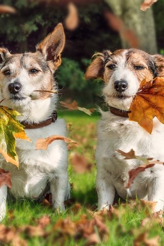 Обои листья, осень, парочка, собаки, джек-рассел-терьер, leaves, autumn, a couple, dogs, jack russell terrier разрешение 3600x2700 Загрузить