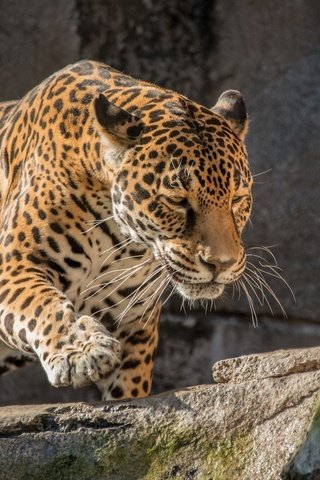 Обои скалы, камни, хищник, ягуар, дикая кошка, rocks, stones, predator, jaguar, wild cat разрешение 2048x1367 Загрузить