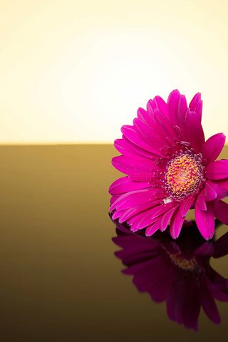 Обои фон, цветок, гербера, background, flower, gerbera разрешение 2048x1135 Загрузить