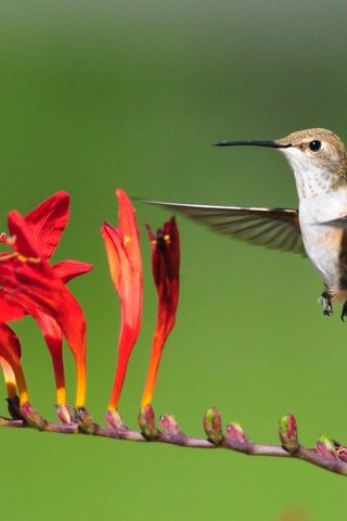Обои цветы, полет, птица, колибри, flowers, flight, bird, hummingbird разрешение 3187x1793 Загрузить