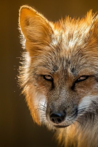 Обои природа, лиса, лисица, мех, nature, fox, fur разрешение 2047x1257 Загрузить