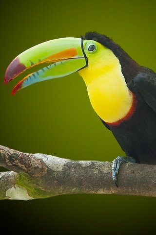 Обои природа, птица, тукан, клюв, nature, bird, toucan, beak разрешение 1920x1200 Загрузить