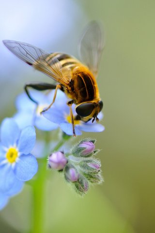 Обои цветы, насекомое, крылья, незабудки, голубые, пчела, полевые, flowers, insect, wings, forget-me-nots, blue, bee, field разрешение 2048x1463 Загрузить