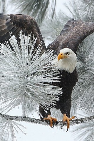 Обои ветка, зима, птица, орлан, ястреб, белоголовый, branch, winter, bird, orlan, hawk, bald разрешение 1920x1200 Загрузить