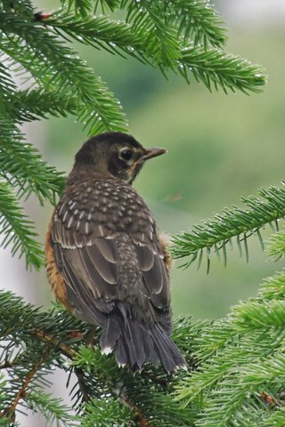 Обои природа, ветки, птица, клюв, ель, еловая ветка, nature, branches, bird, beak, spruce, spruce branch разрешение 2048x1536 Загрузить