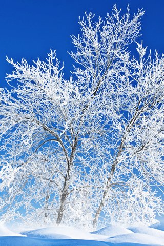 Обои небо, снег, природа, дерево, зима, пейзаж, иней, the sky, snow, nature, tree, winter, landscape, frost разрешение 3000x2132 Загрузить