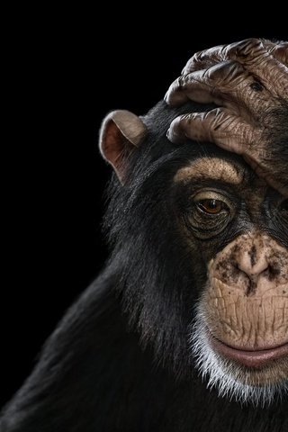 Обои фон, обезьяна, шимпанзе, chimpanzee, брэд уилсон, background, monkey, chimpanzees, brad wilson разрешение 1920x1288 Загрузить