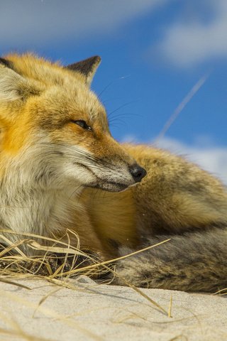 Обои лиса, животное, fox, animal разрешение 1920x1200 Загрузить