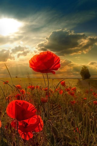 Обои цветы, облака, природа, поле, лучи солнца, горизонт, маки, flowers, clouds, nature, field, the rays of the sun, horizon, maki разрешение 1920x1200 Загрузить