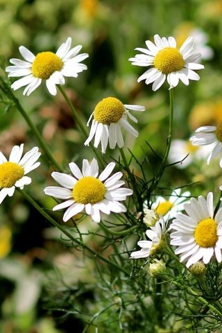 Обои цветы, природа, ромашки, белые, flowers, nature, chamomile, white разрешение 1920x1080 Загрузить