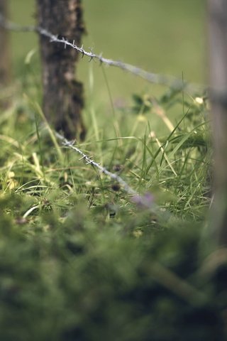 Обои трава, лето, проволока, забор, grass, summer, wire, the fence разрешение 2048x1365 Загрузить