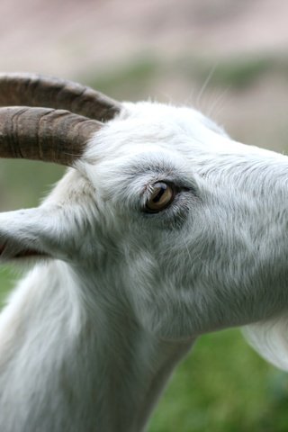 Обои коза, рога, язык, борода, goat, horns, language, beard разрешение 2400x1600 Загрузить