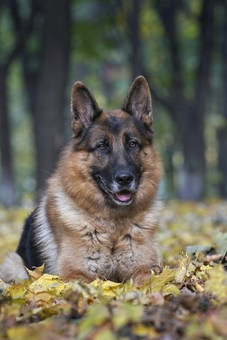 Обои немецкая овчарка, овчарка, трио, доберманы, german shepherd, shepherd, trio, dobermans разрешение 2600x1505 Загрузить