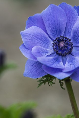 Обои фокус камеры, макро, синий, цветок, лепестки, анемона, ветреница, the focus of the camera, macro, blue, flower, petals, anemone разрешение 2048x1342 Загрузить