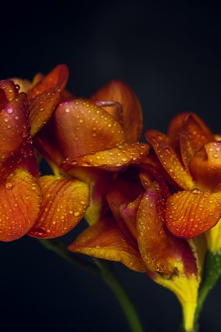 Обои цветы, макро, фон, капли, апельсин, оранжевые,  цветы, flowers, macro, background, drops, orange разрешение 5024x3384 Загрузить