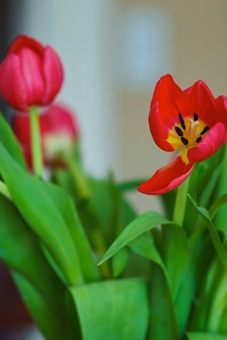 Обои цветы, красные, букет, тюльпаны, flowers, red, bouquet, tulips разрешение 4582x3055 Загрузить