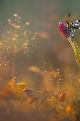 Обои цветы, насекомое, бабочка, блики, поляна, луг, flowers, insect, butterfly, glare, glade, meadow разрешение 2048x1152 Загрузить