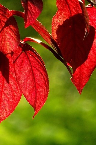 Обои листья, зелёный, фон, осень, красные, листик, leaves, green, background, autumn, red, leaf разрешение 3840x2160 Загрузить