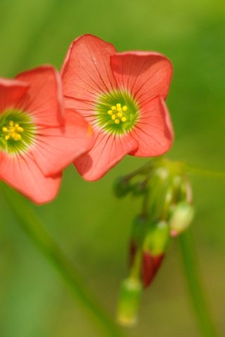 Обои цветы, макро, боке, кислица, rислица четырёхлистная, flowers, macro, bokeh, oxalis, the four-leaf galiza разрешение 3839x1954 Загрузить