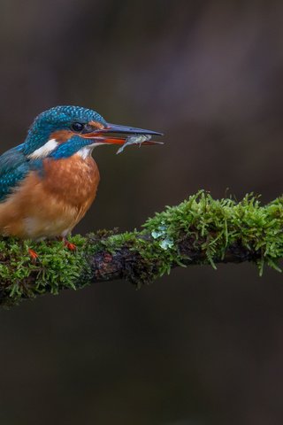 Обои ветка, природа, птица, мох, рыба, зимородок, улов, branch, nature, bird, moss, fish, kingfisher, catch разрешение 2048x1365 Загрузить