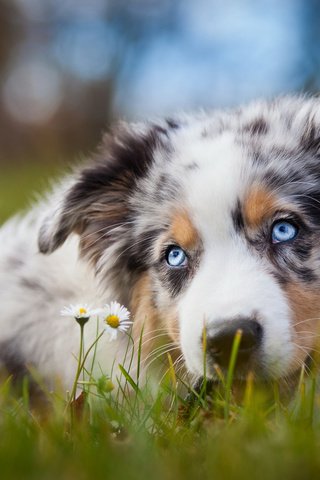 Обои собака, поляна, щенок, ромашки, австралийская овчарка, аусси, голубоглазый, dog, glade, puppy, chamomile, australian shepherd, aussie, blue-eyed разрешение 2048x1152 Загрузить