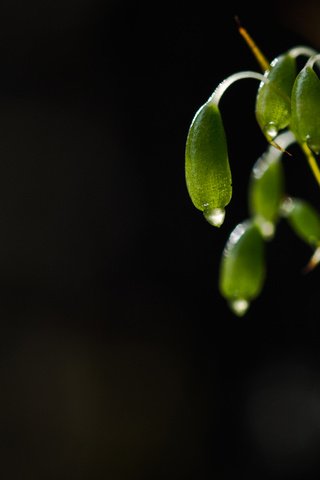 Обои природа, макро, капли, темный фон, мох, растение, росток, nature, macro, drops, the dark background, moss, plant, rostock разрешение 4592x2772 Загрузить