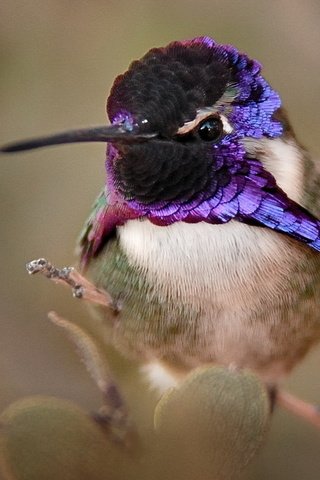 Обои птица, клюв, колибри, оперение, крупным планом, калипта коста, calypte costae, bird, beak, hummingbird, tail, closeup, calypte costa разрешение 1920x1342 Загрузить